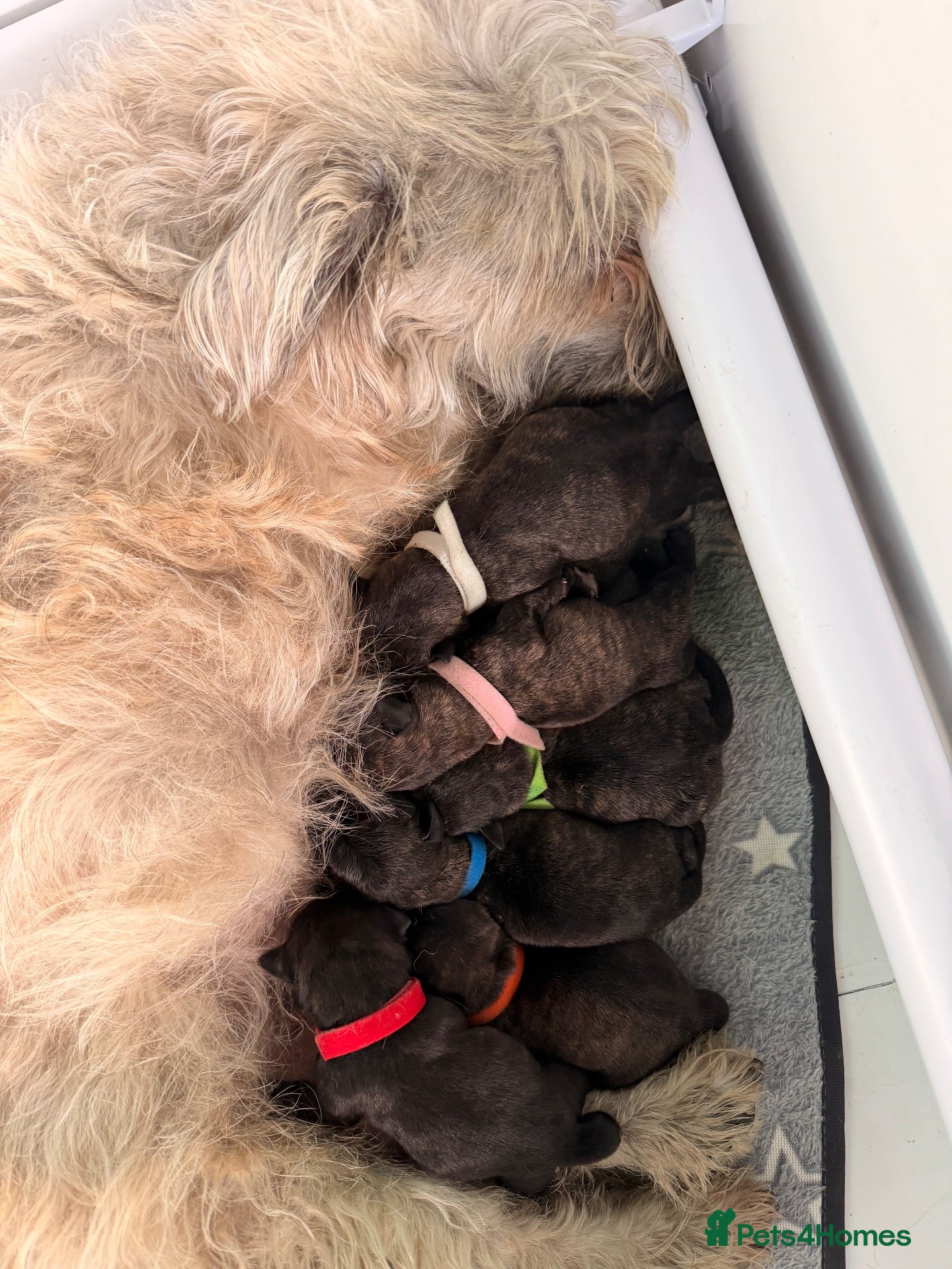 Glen of Imaal Terrier dogs for sale: Glen of Imaal Terrier Puppies  - Advert 1