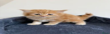 Persian 2