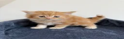 Persian cats for sale: 9 Beautiful Kittens For Sale - Advert 7