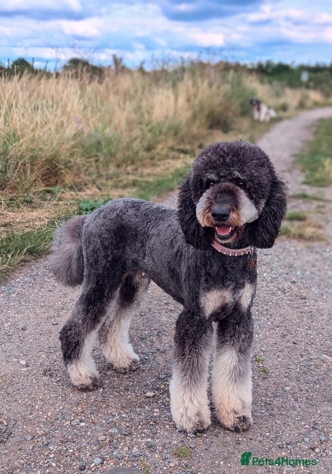 Bernedoodle dogs for sale: ⭐⭐⭐⭐Licensed•Ethical•HomeBreeder - Image 11