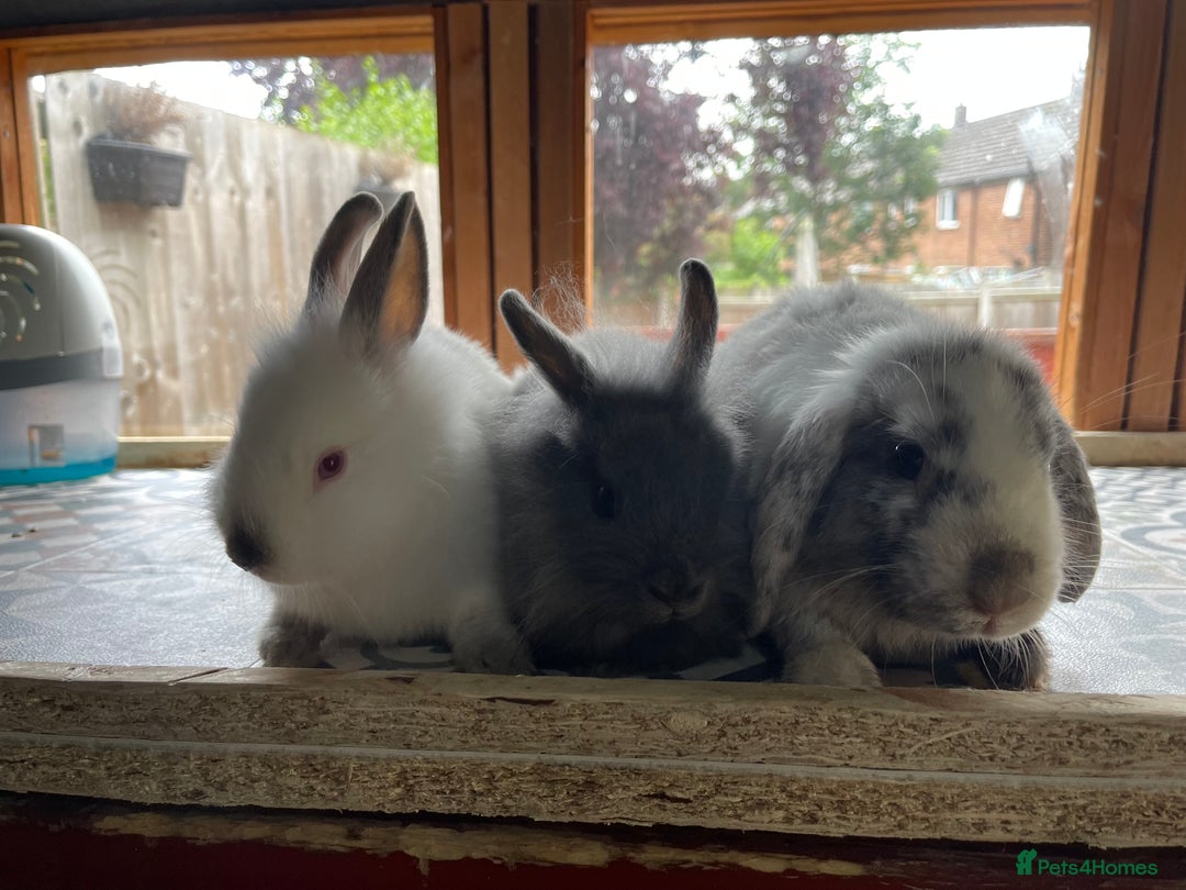Mixed Breed rabbits for sale: Mini Lop and Netherland Dwarfs x Lionhead Babies - Image 9