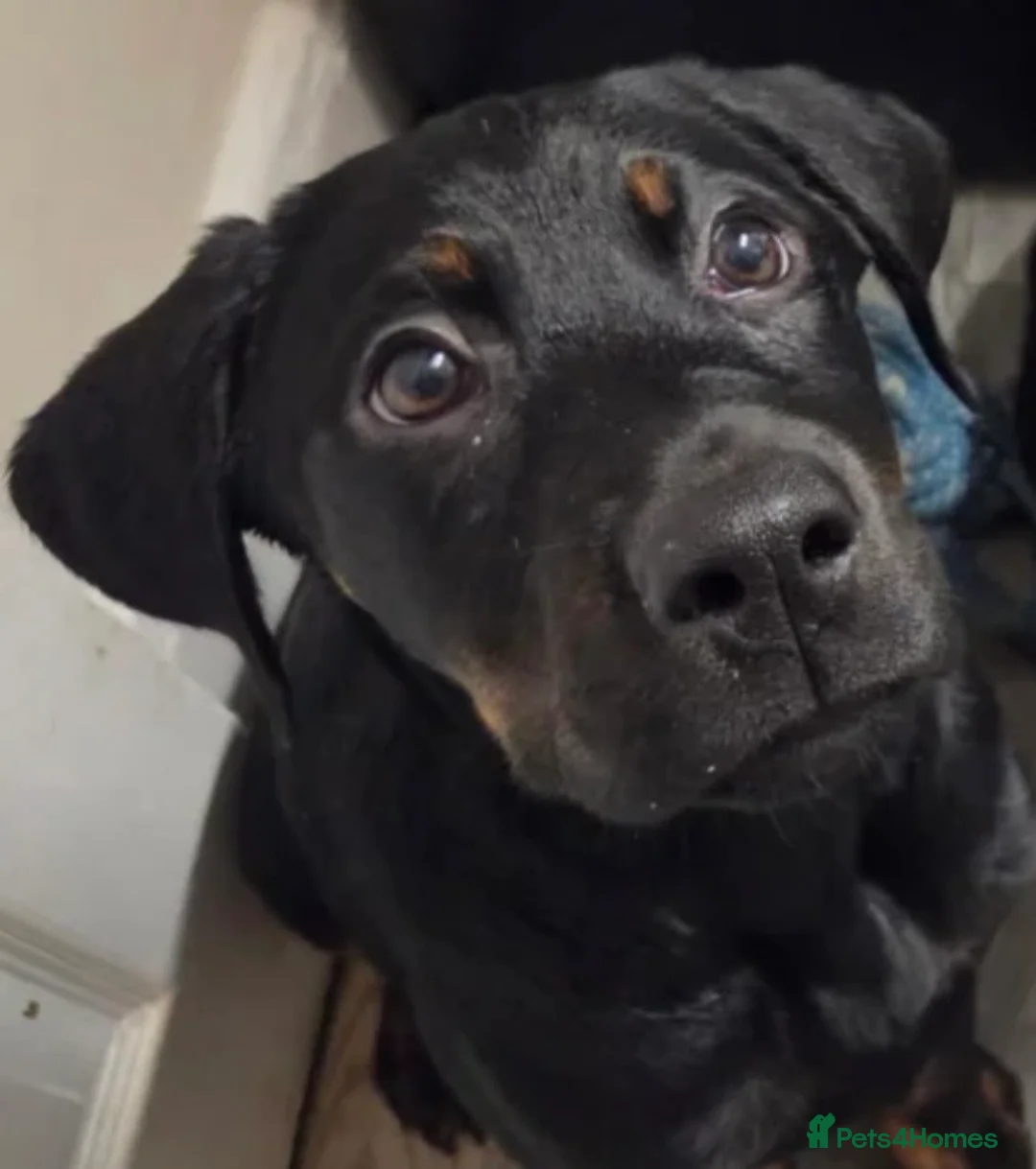 Mixed Breed dogs for sale: 7-Month-Old Rottweiler Lab – Loving Home Needed 💔 - Advert 2