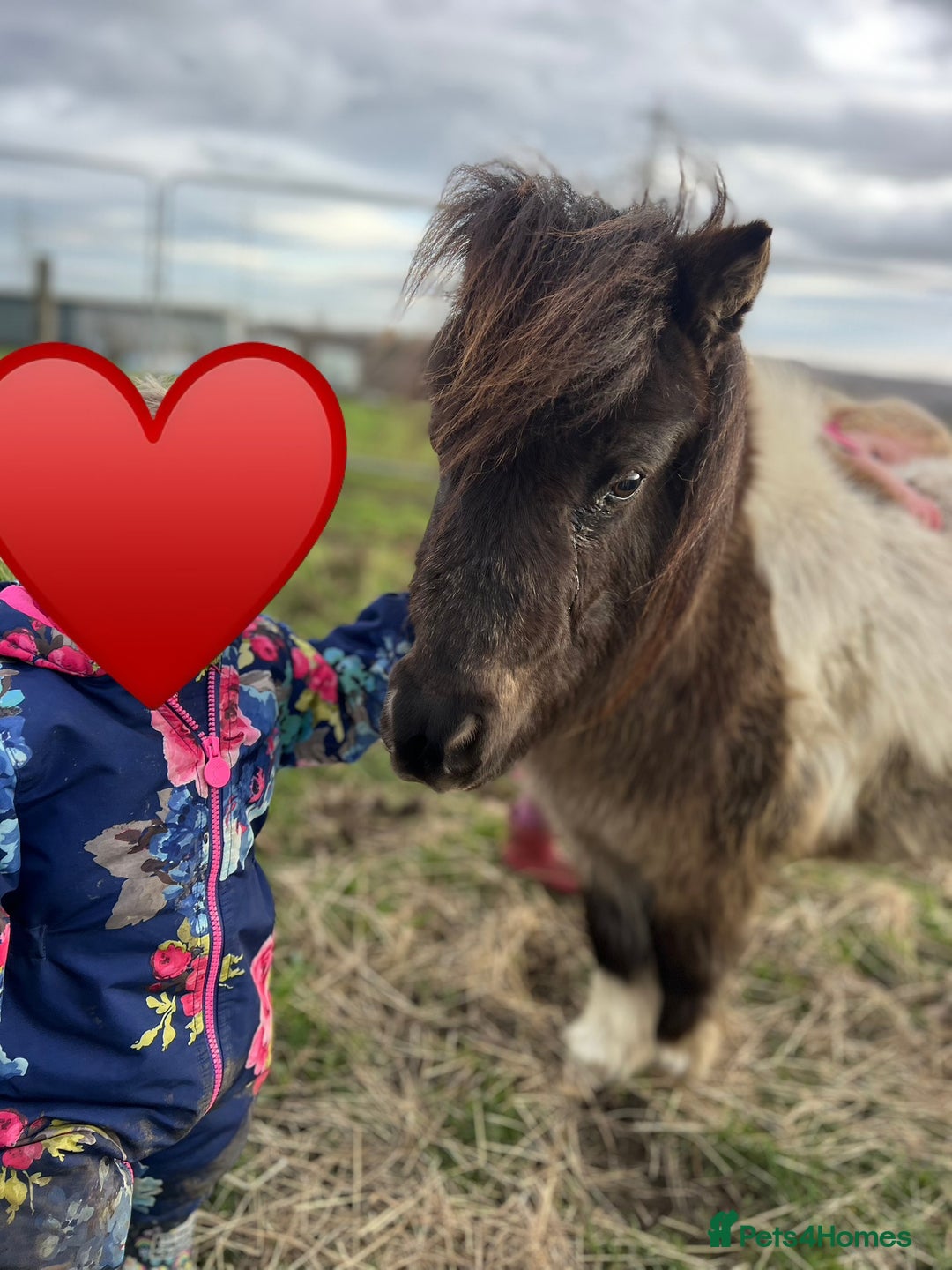 Shetland pony horses for sale: Registered Shetland pony  - Advert 8