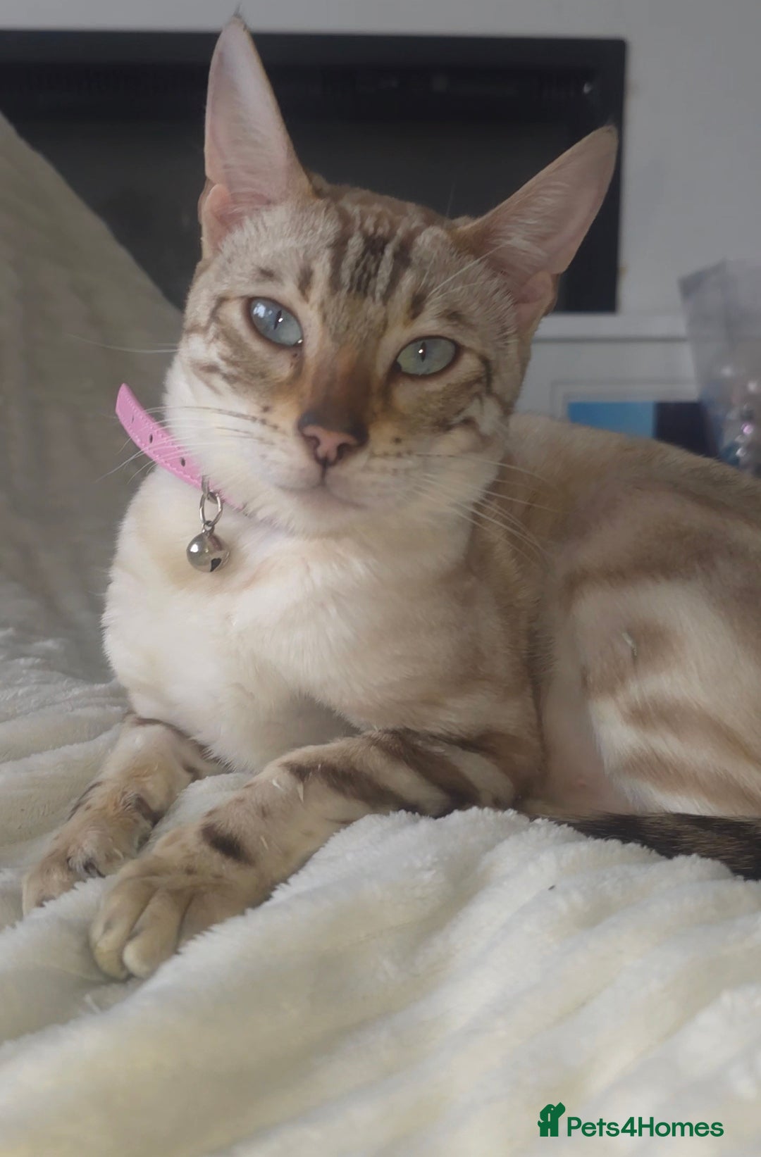 Bengal cats for sale: ✨ Planned Litter – Luxury Snow Bengals | Spring ✨ - Advert 28