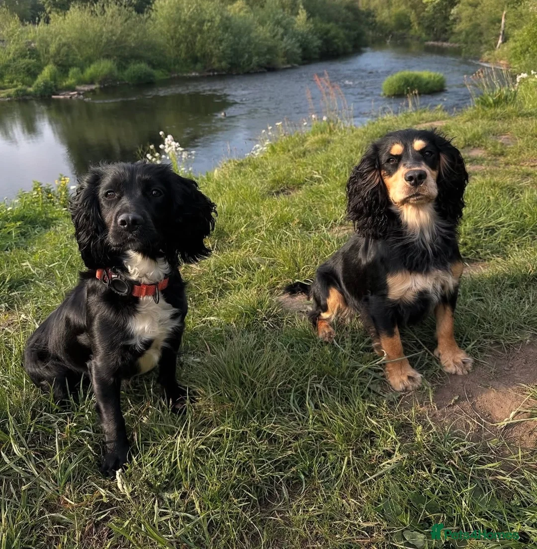 Cocker Spaniel dogs for sale: Cocker spaniel puppies - Advert 17