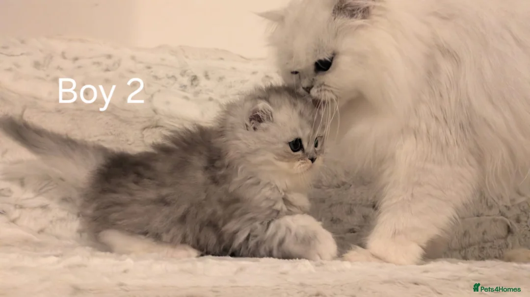 Persian cats for sale: 2 beautiful Persian Chinchilla kittens for sale - Advert 1