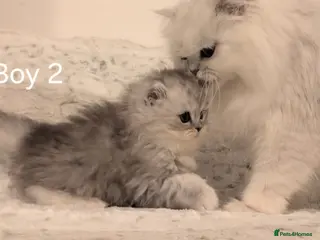Persian cats 2 beautiful Persian Chinchilla kittens for sale - Advert 2