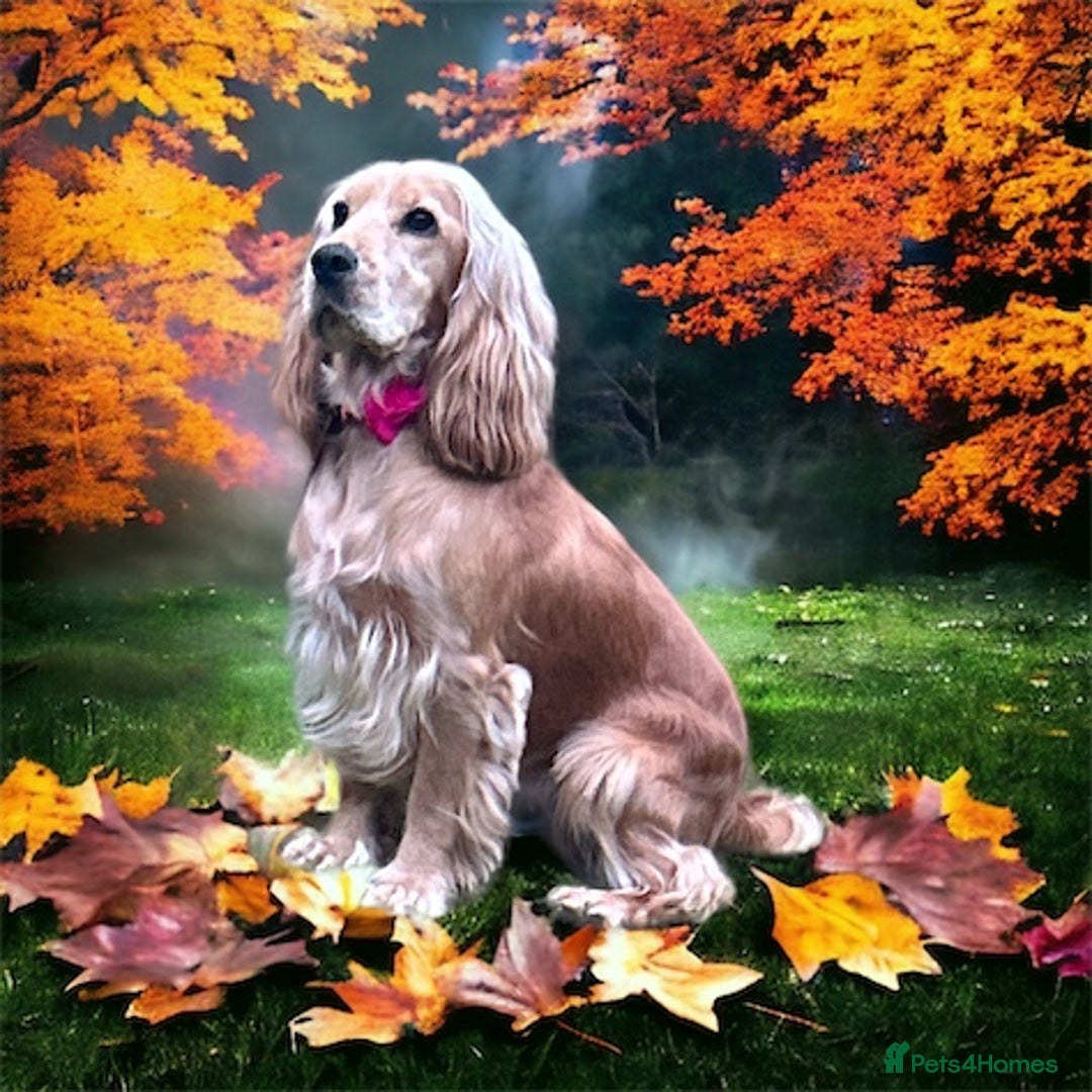 Cocker Spaniel dogs for sale: Cocker Spaniel Litter Due 🐾 - Advert 1