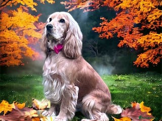 Cocker Spaniel dogs Cocker Spaniel Litter Due 🐾 - Advert 11