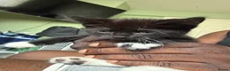 Mixed Breed cats for sale: Beautiful kittens  in Worcester - Advert 9
