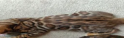 Bengal cats for sale: Cuddly and beautiful pedigree bengal kittens - Advert 11
