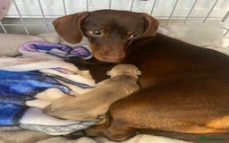 Miniature Dachshund dogs for stud: Smooth haired piebald miniature dachshund  - Image 6