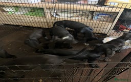 Mixed Breed dogs for sale: Puppies ready to be rehomed - Image 5