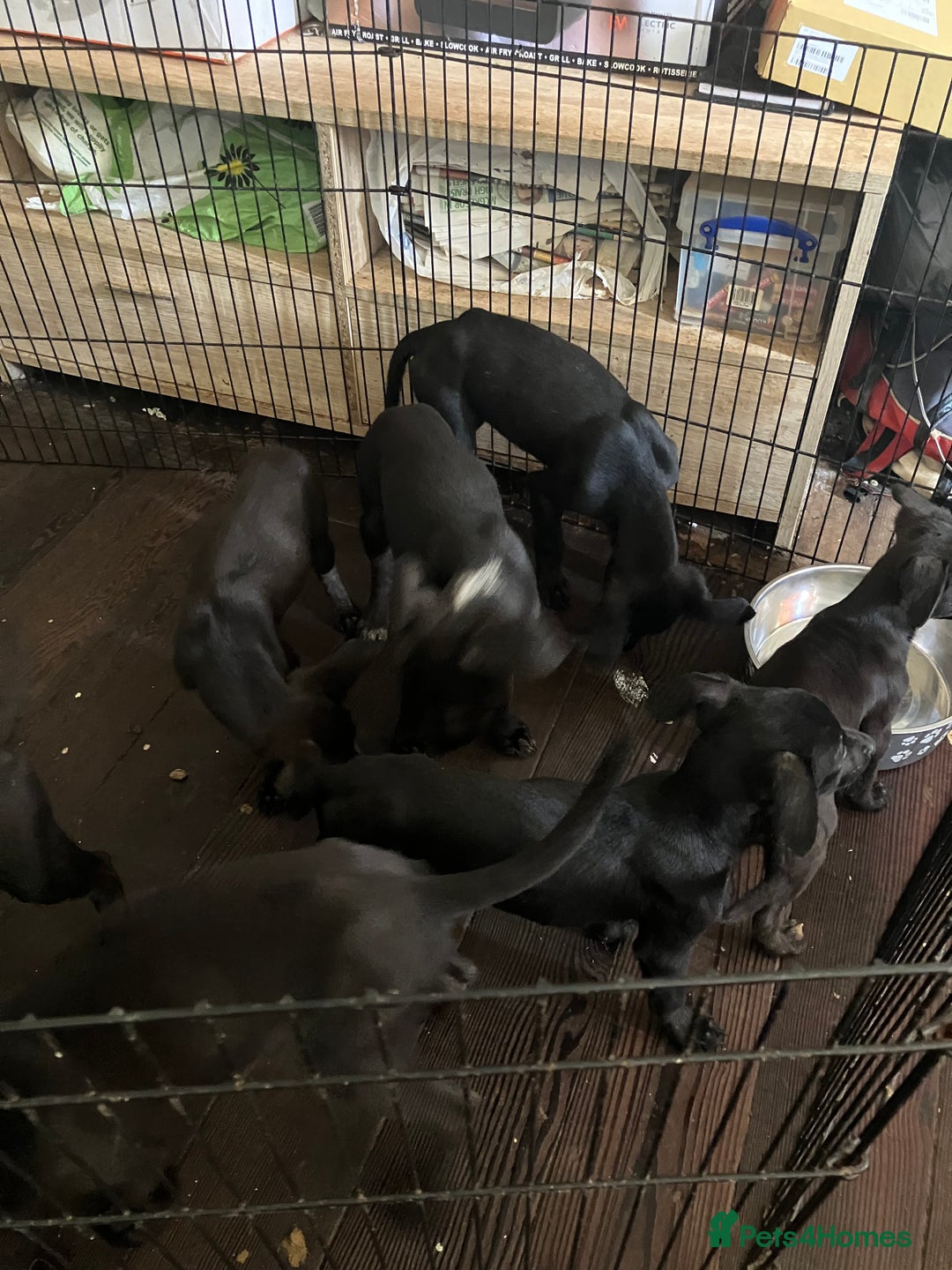 Mixed Breed dogs for sale: Puppies ready to be rehomed - Image 5