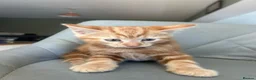 Mixed Breed cats for sale: Adorable kittens looking for forever homes - Advert 6