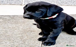 Labrador Retriever dogs for sale: Black Labrador Retriever - Image 14