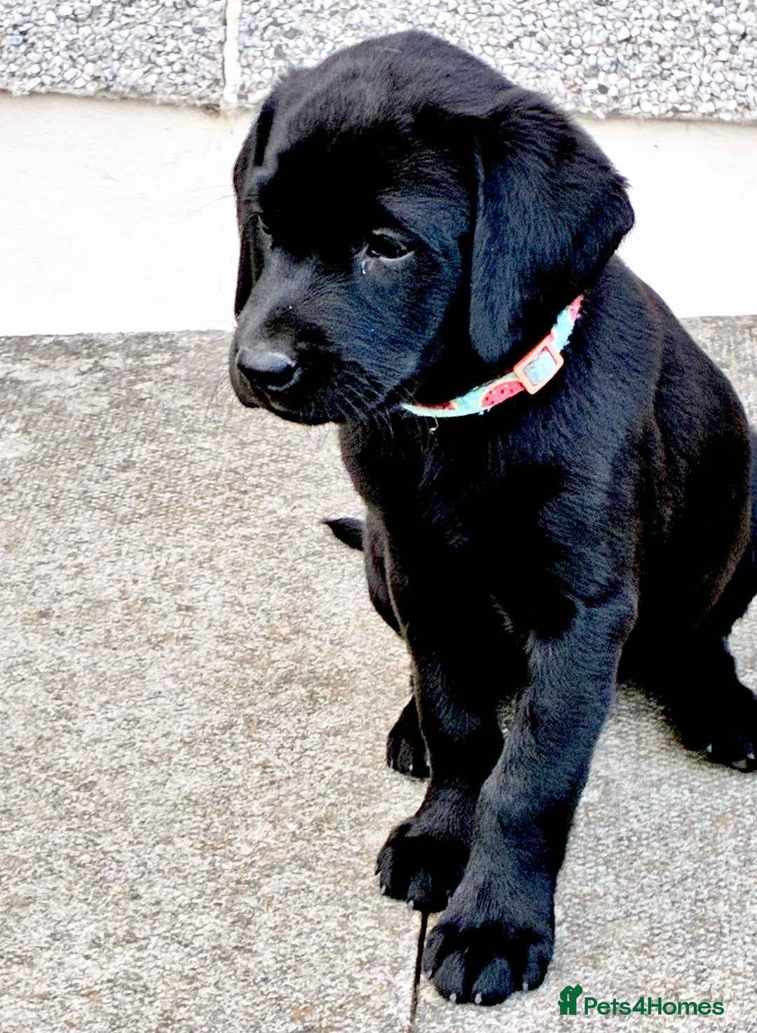 Labrador Retriever dogs for sale: Black Labrador Retriever - Image 14