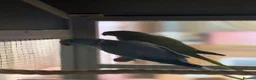 Ringnecks birds for sale: 2 Indian ringneck parrots - Advert 2