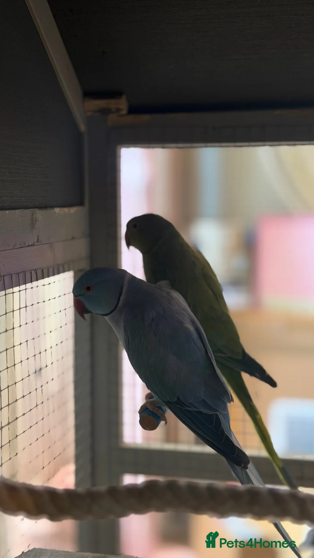 Ringnecks birds for sale: 2 Indian ringneck parrots - Advert 2