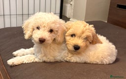 Cockapoo dogs for sale: *READY NOW* Beautiful F1b Cockapoo Puppies - Image 3