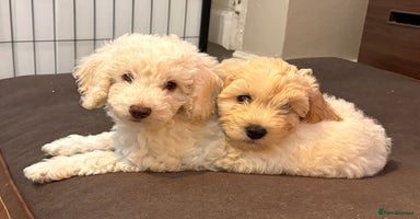 Cockapoo dogs - Advert 15