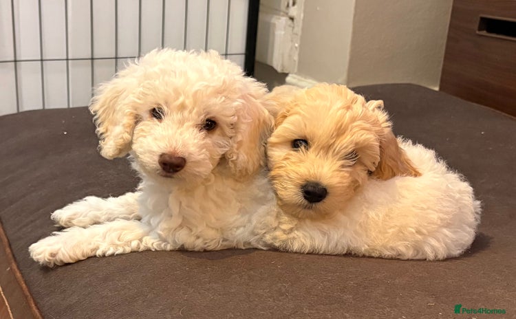 Cockapoo dogs - Advert 1