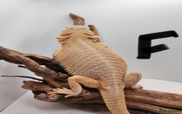 Bearded Dragon reptiles for sale: Hypo Het Zero Het Trans Bearded Dragons  - Image 5