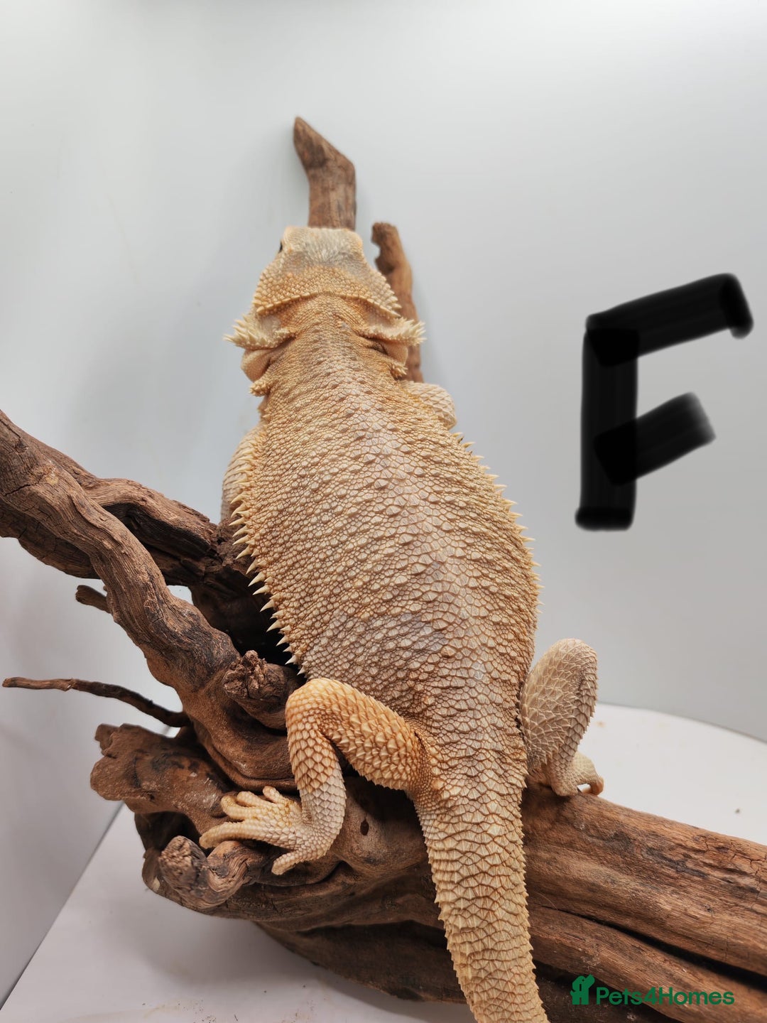 Bearded Dragon reptiles for sale: Hypo Het Zero Het Trans Bearded Dragons  - Image 5