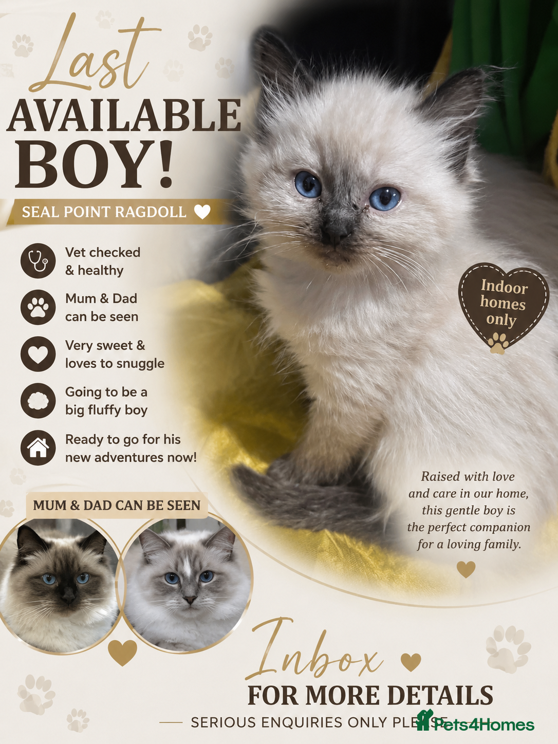 Ragdoll cats Last remaining ragdoll male  - Advert 16
