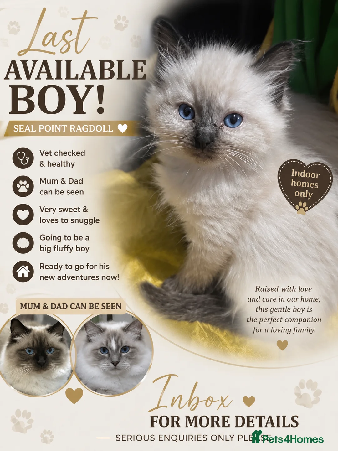 Ragdoll cats for sale: Last remaining ragdoll male  - Advert 1