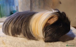 Guinea Pig rodents for sale: Sheltie  - Image 4