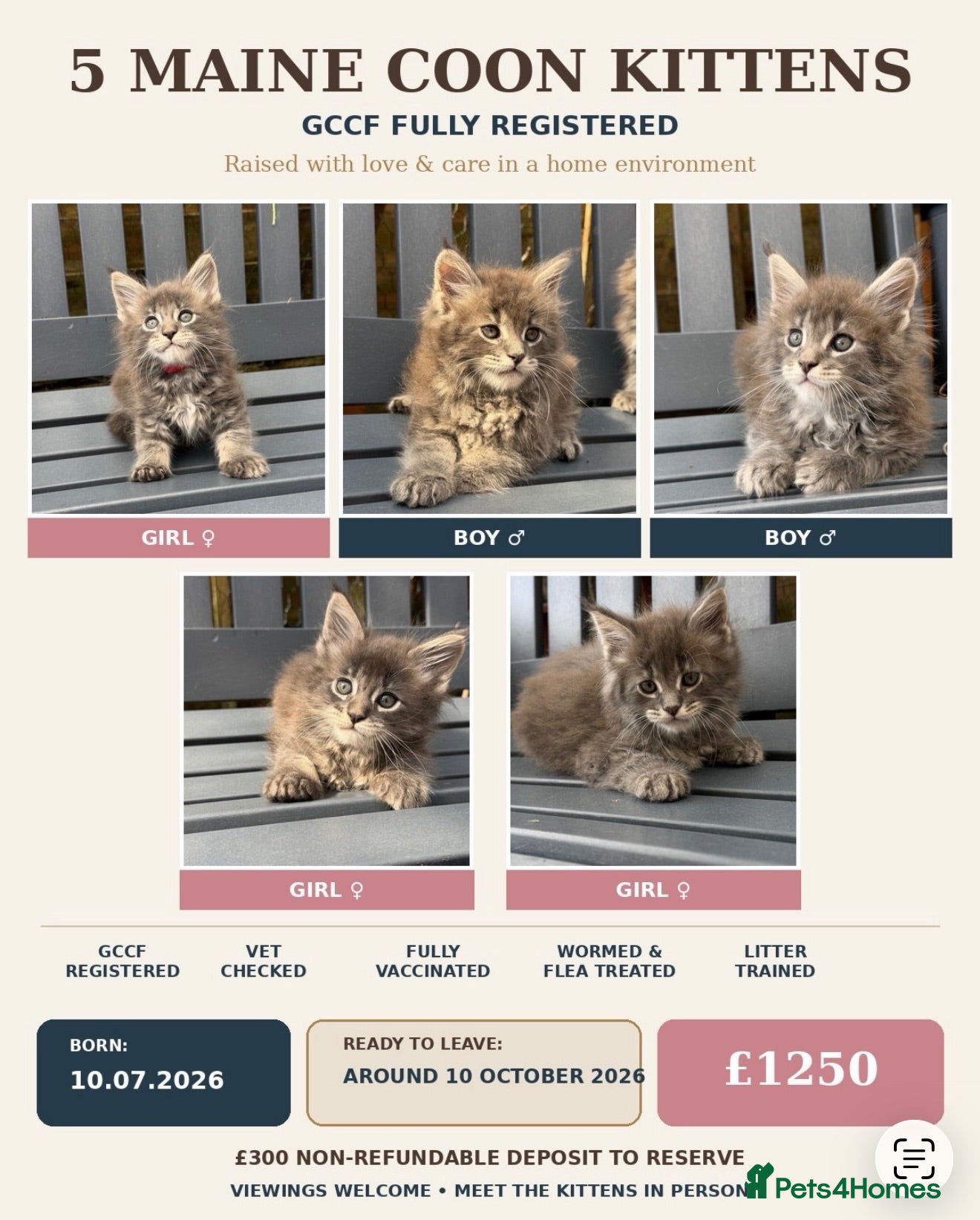 Maine Coon cats GCCF Fully Registered Maine Coon Kittens  - Advert 4