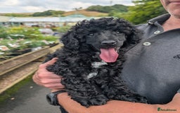 Miniature Poodle dogs for sale: Beautiful KC registered miniature poodles  - Image 3