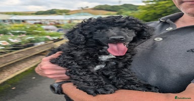 Miniature Poodle dogs - Advert 8