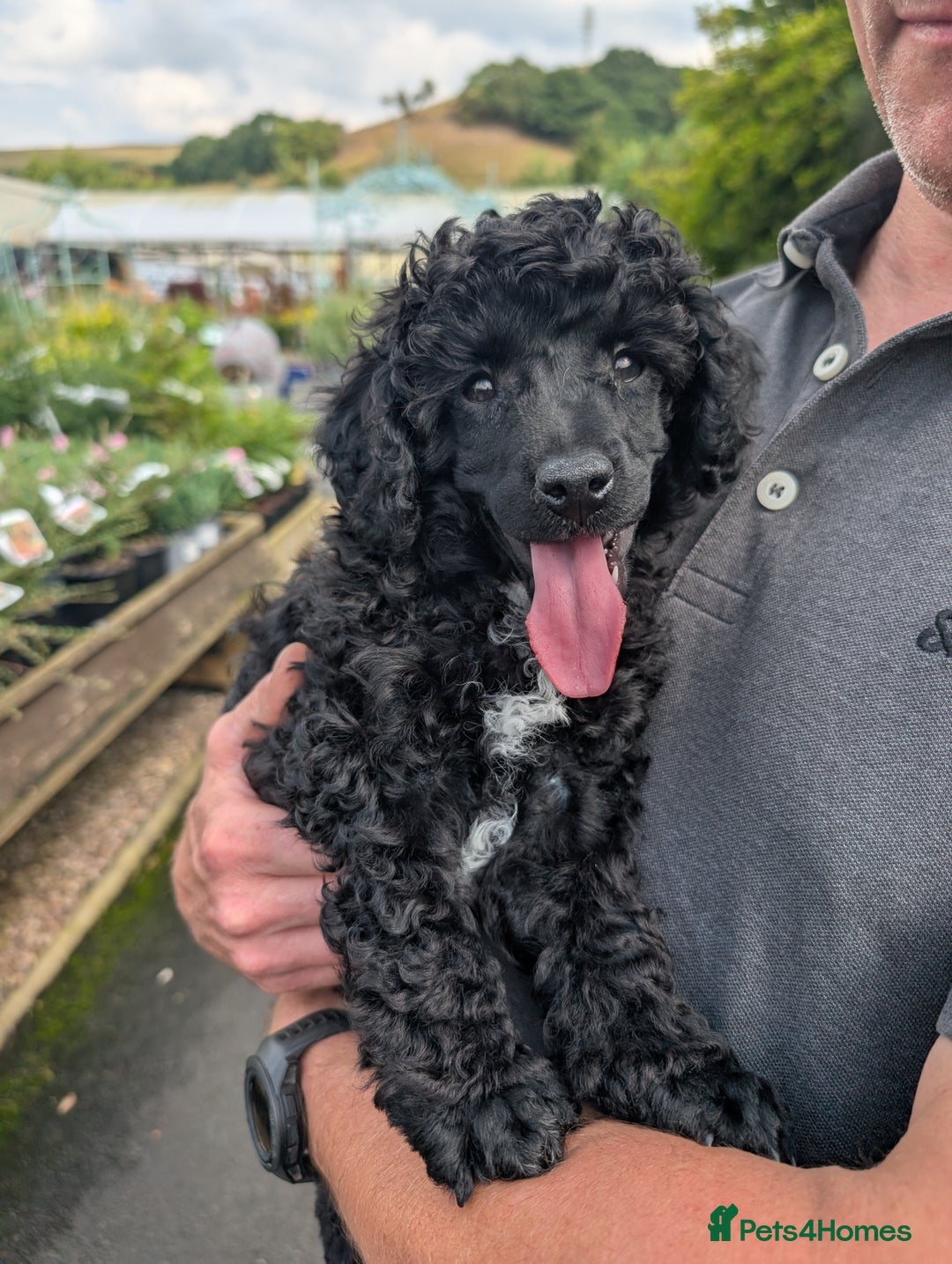 Miniature Poodle dogs for sale: Beautiful KC registered miniature poodles  - Image 3