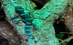 Gecko reptiles for sale: Newly Hatched Chinese Cave Gecko  - Image 3