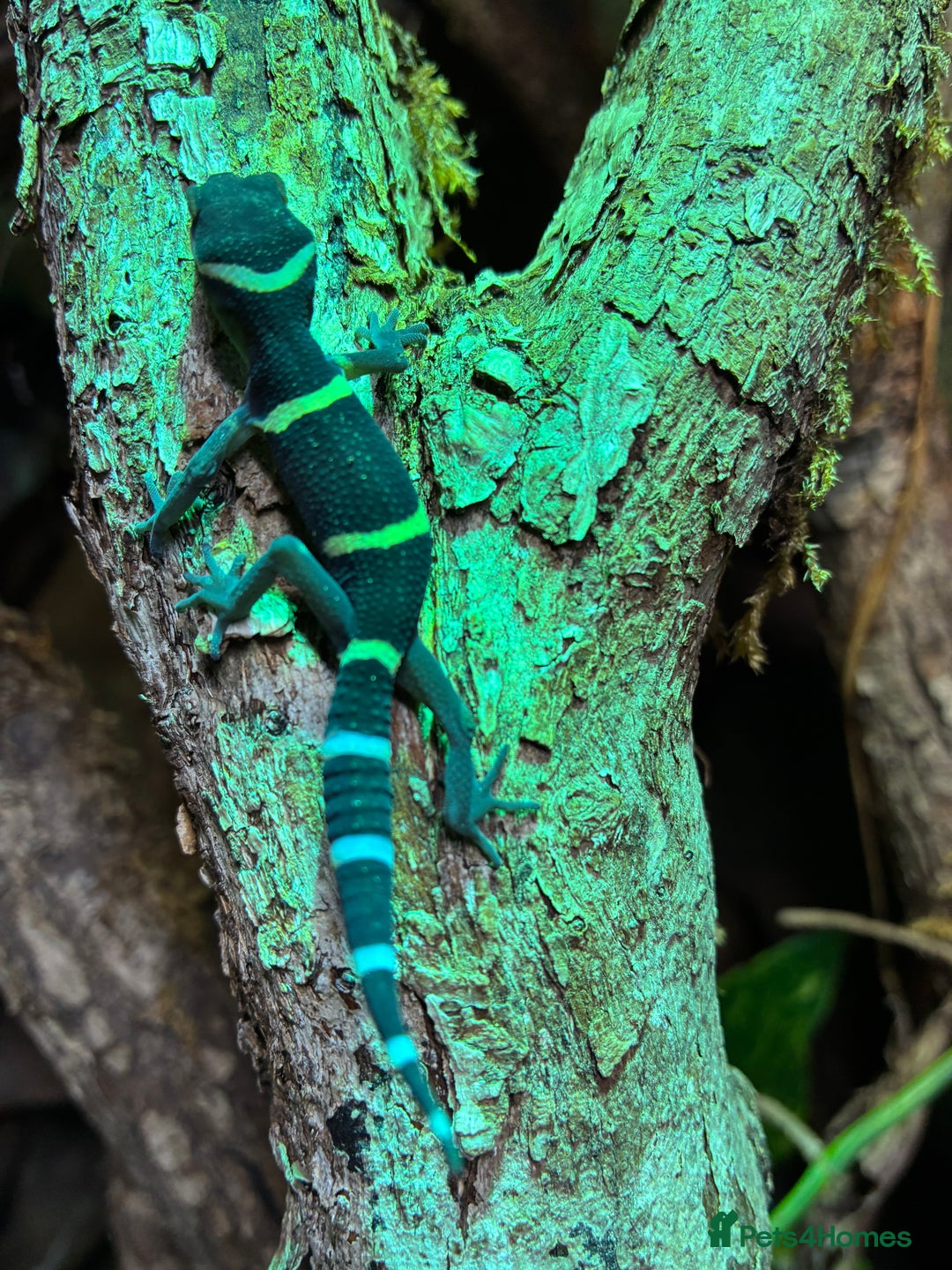 Gecko reptiles for sale: Newly Hatched Chinese Cave Gecko  - Image 3