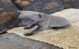 Whippet dogs for sale: KC Reg Blue whippet puppies - Image 11