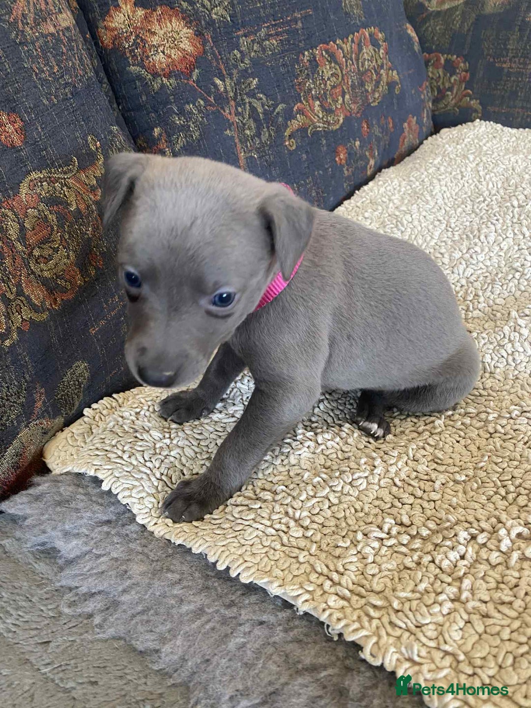 Whippet dogs for sale: KC Reg Blue whippet puppies - Image 11