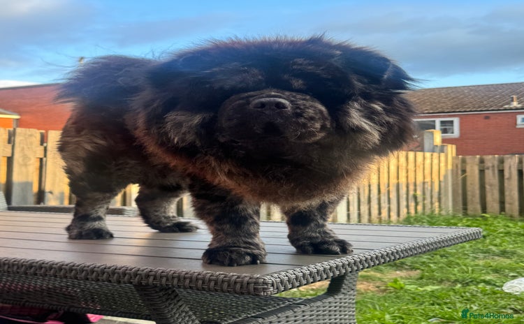 Chow Chow dogs - Advert 1