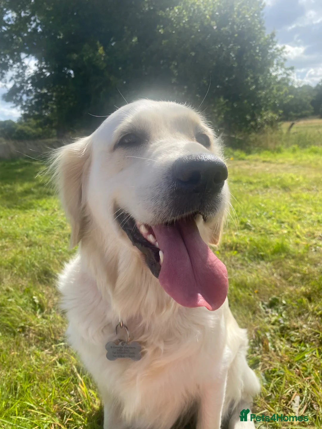 Golden Retriever dogs for sale: Expectant litter of Golden Retrievers - Advert 10