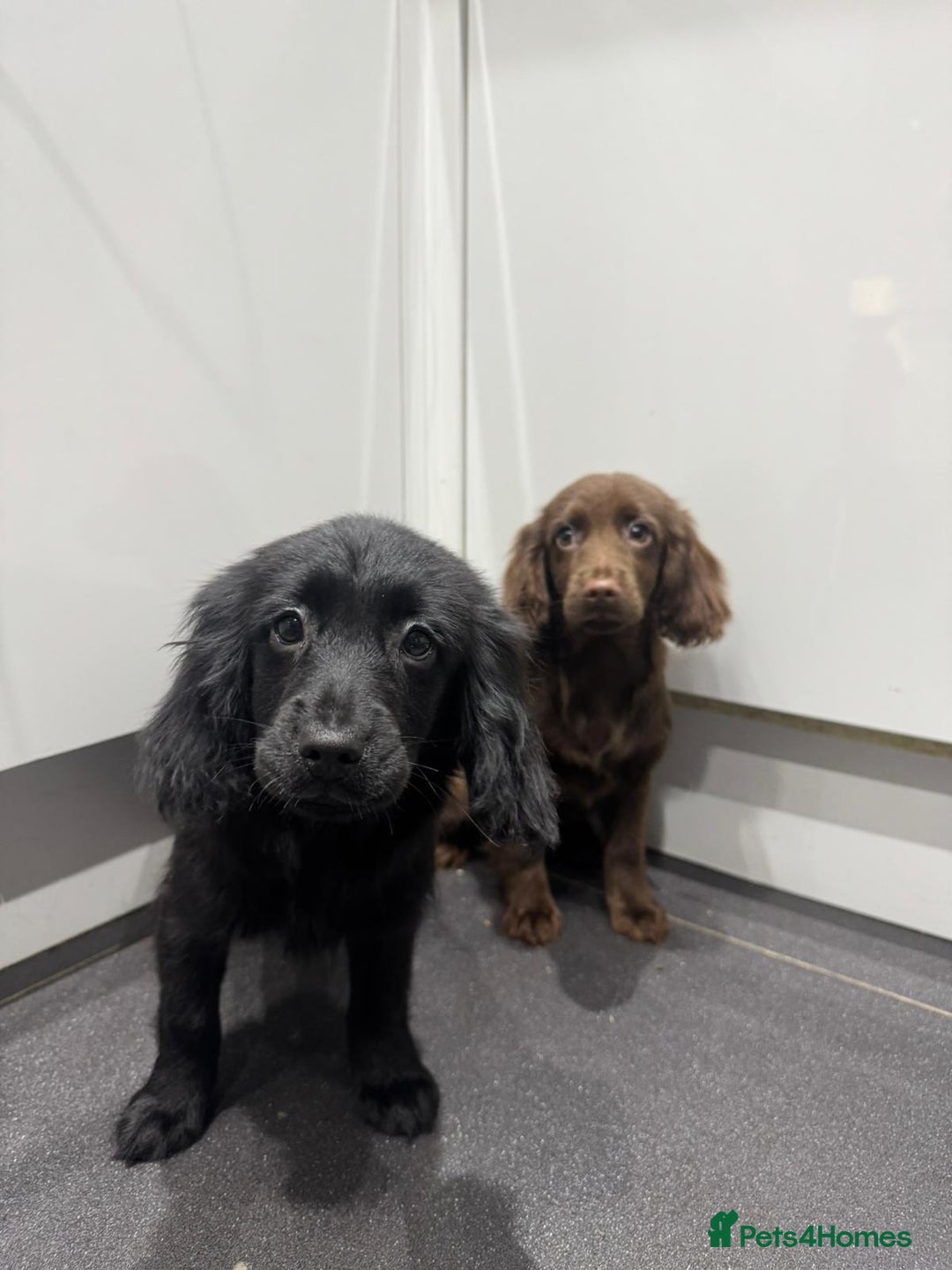 Cockapoo dogs for sale: Silver merle cockapoo puppies  - Advert 8