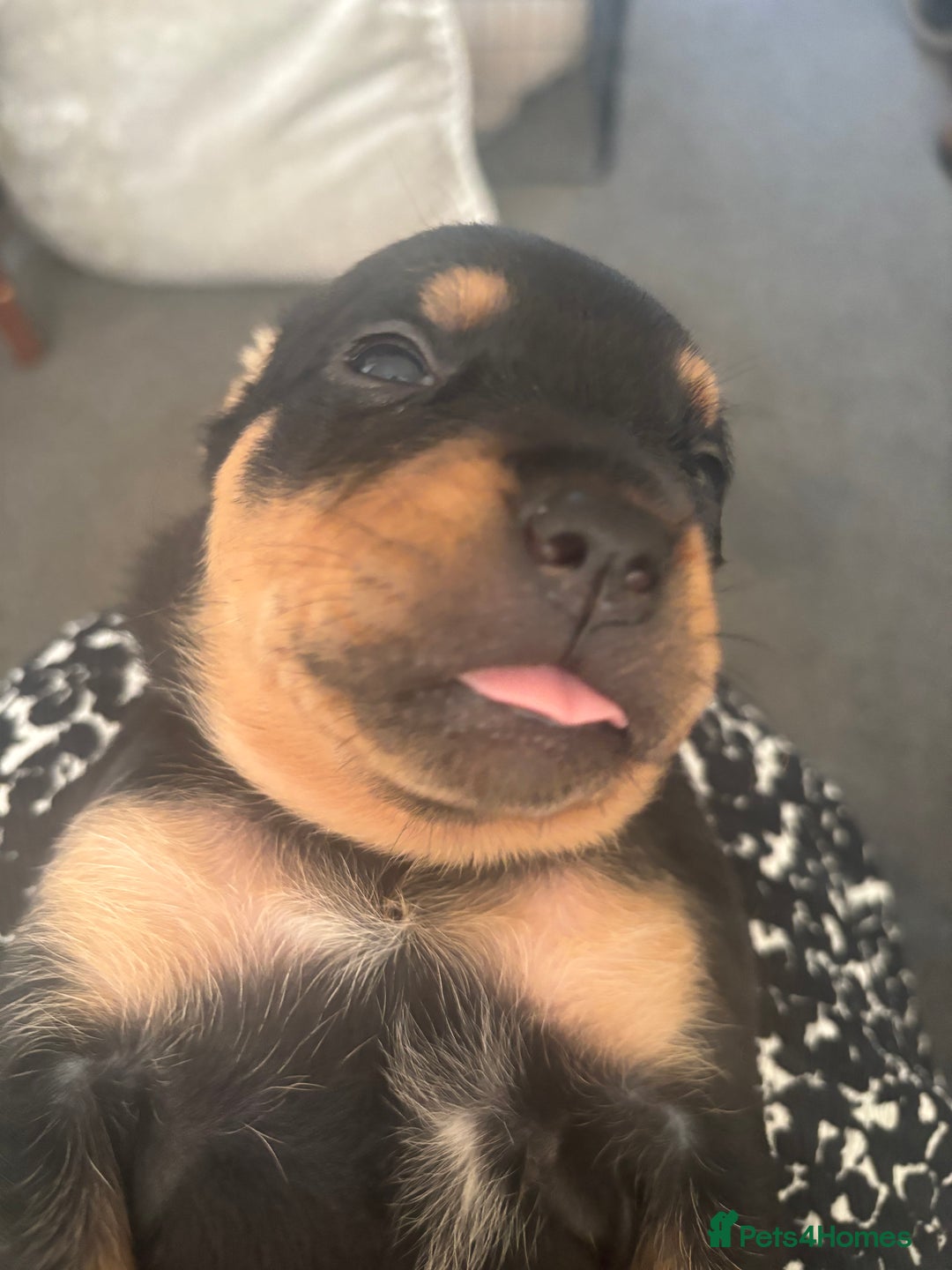 Mixed Breed dogs for sale: My surprise litter - Advert 21