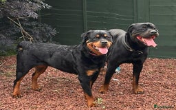 Rottweiler dogs for sale: Rottie pups - Image 5