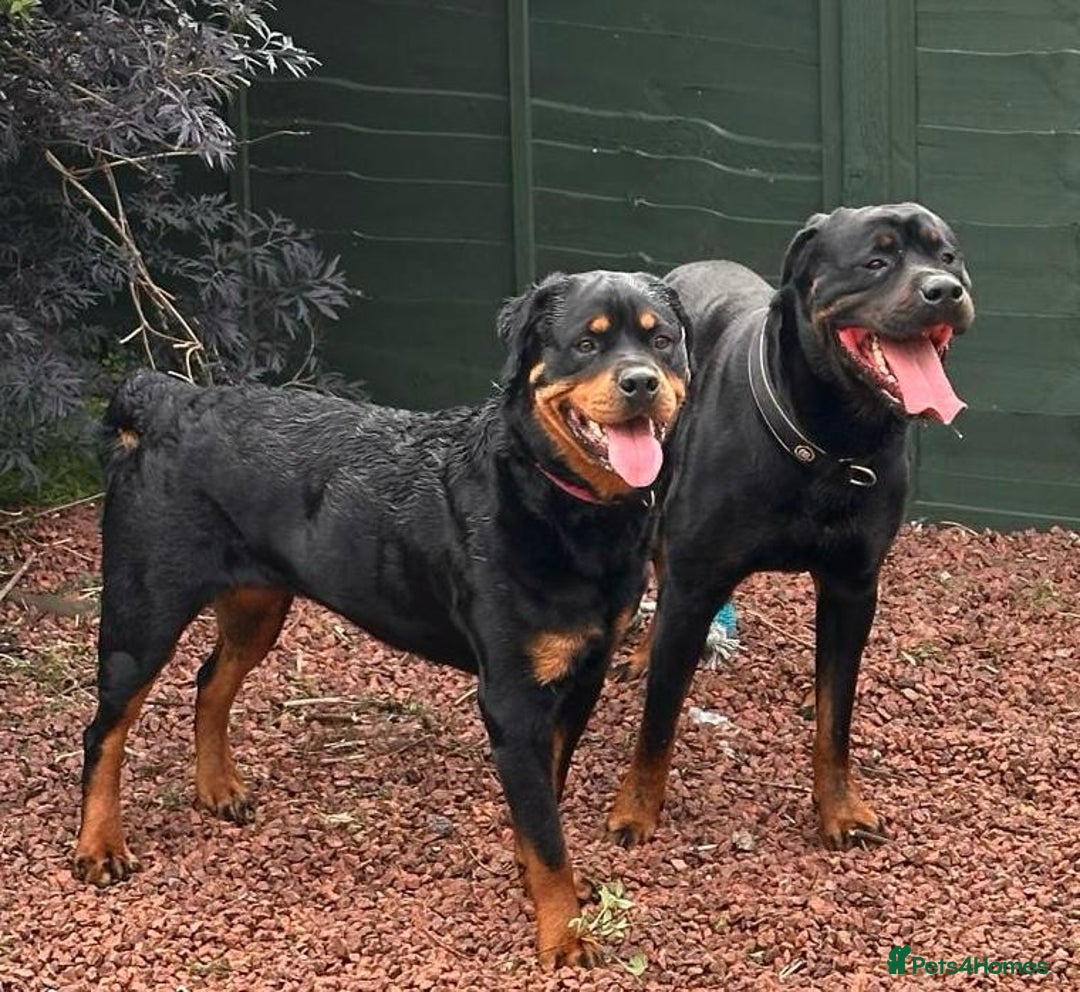 Rottweiler dogs for sale: Rottie pups - Image 5