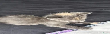 British Shorthair Kitten 4