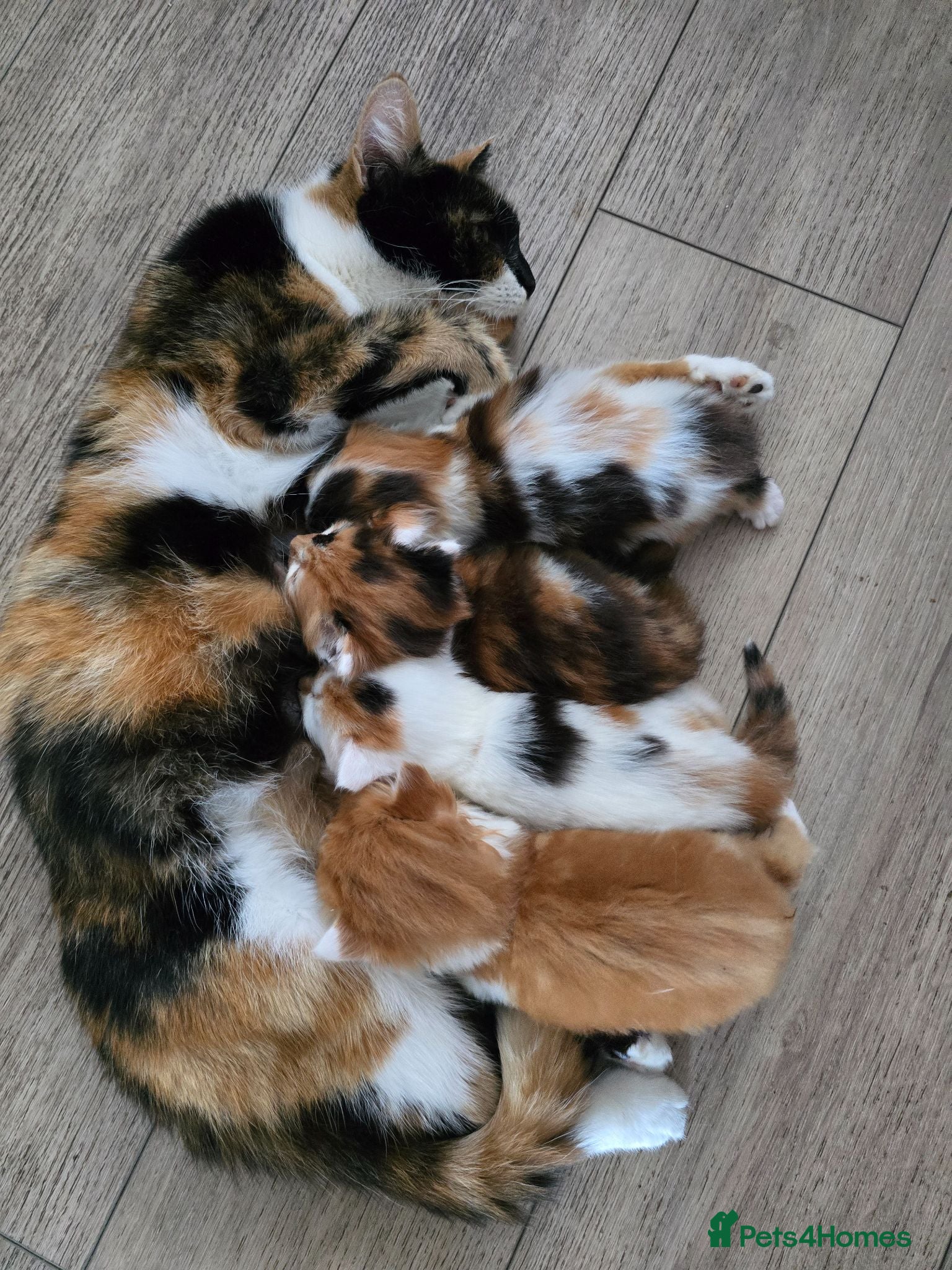 Mixed Breed cats Ginger fluffy boy - Advert 1