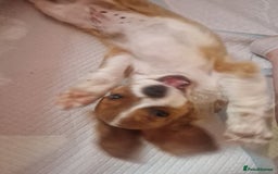 Cavalier King Charles Spaniel dogs for sale: Cavailier puppy for sale - Image 8