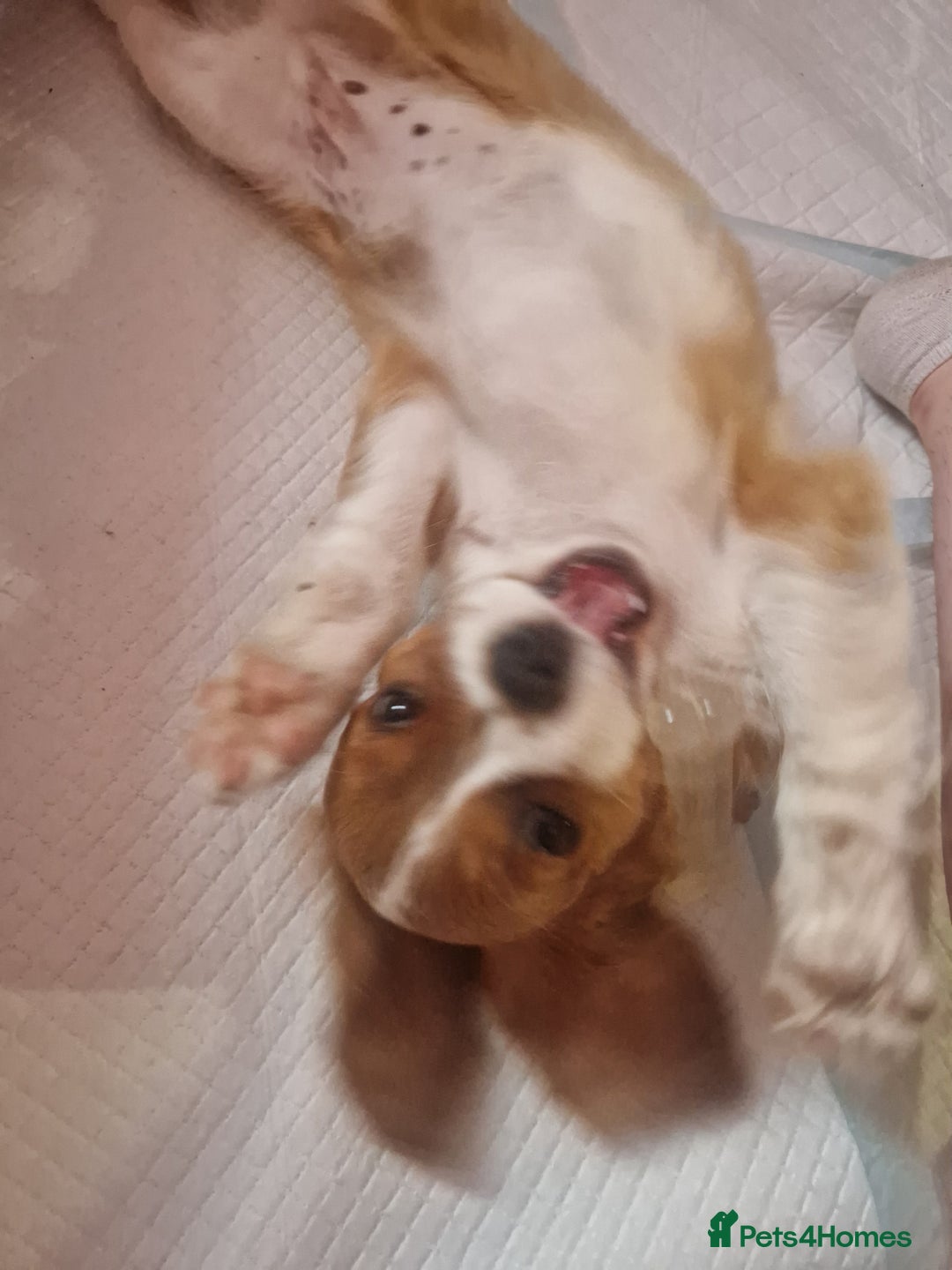 Cavalier King Charles Spaniel dogs for sale: Cavailier puppy for sale - Image 8