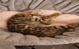 Bengal cats for sale: Amazing Bengal kittens 🥰 last boy left ❤️ in Corby - Image 7